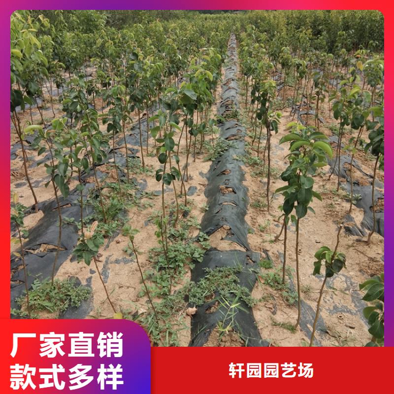 梨樹蘋果苗出廠價(jià)