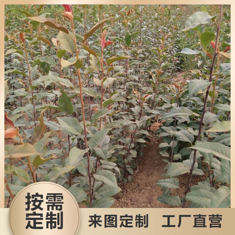 梨树梨树苗实力雄厚品质保障