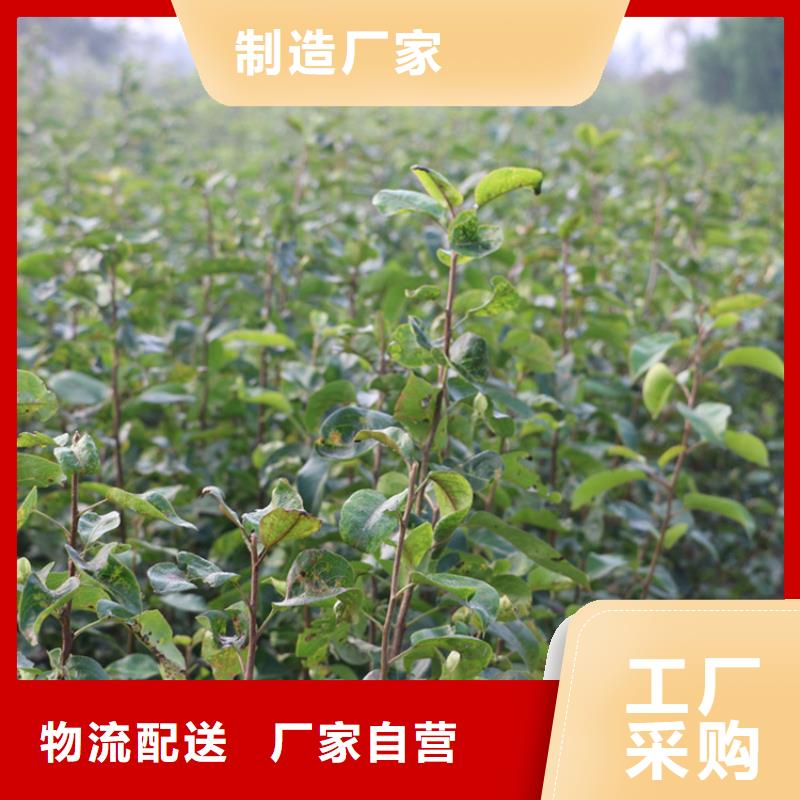 梨树苹果苗优质工艺