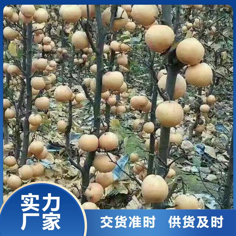 梨树,3公分石榴苗通过检测