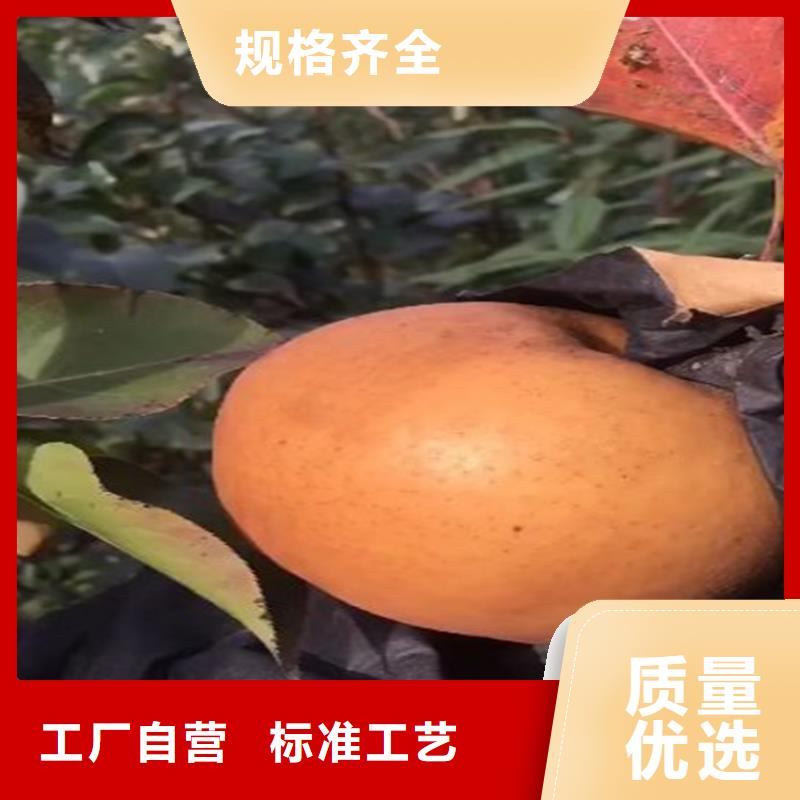 梨樹(shù)-西瓜番石榴苗物流配貨上門(mén)