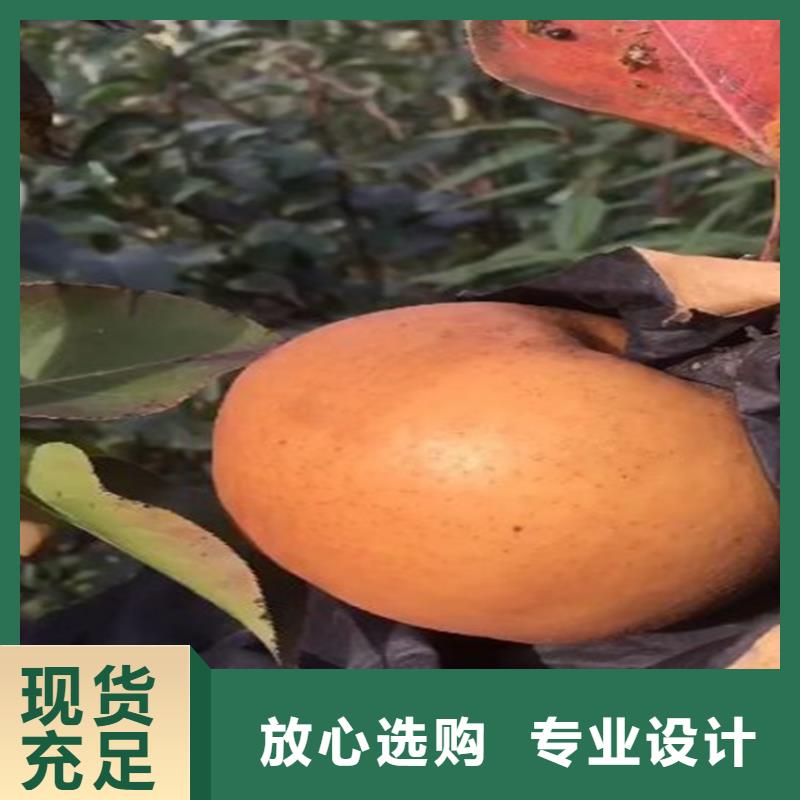 梨树梨树苗实力雄厚品质保障