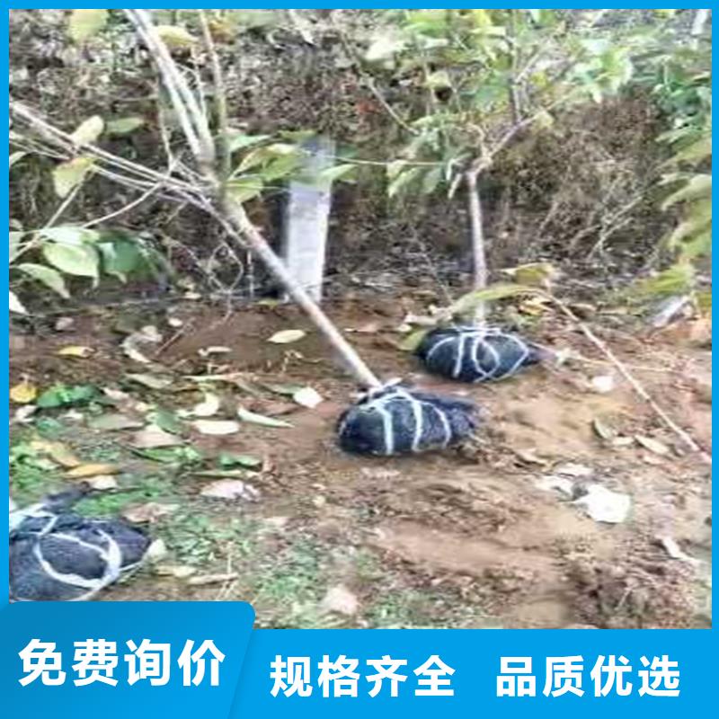 梨樹-葡萄苗拒絕中間商