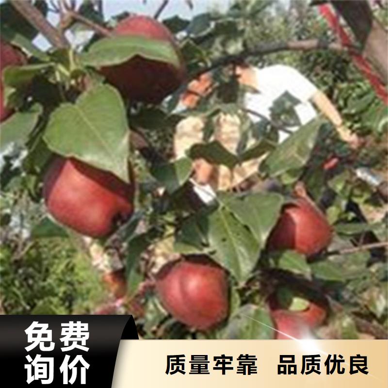 梨樹-葡萄苗拒絕中間商