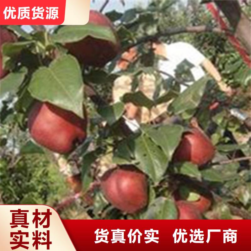 梨樹瑪瑙紅石榴苗價(jià)格有優(yōu)勢(shì)