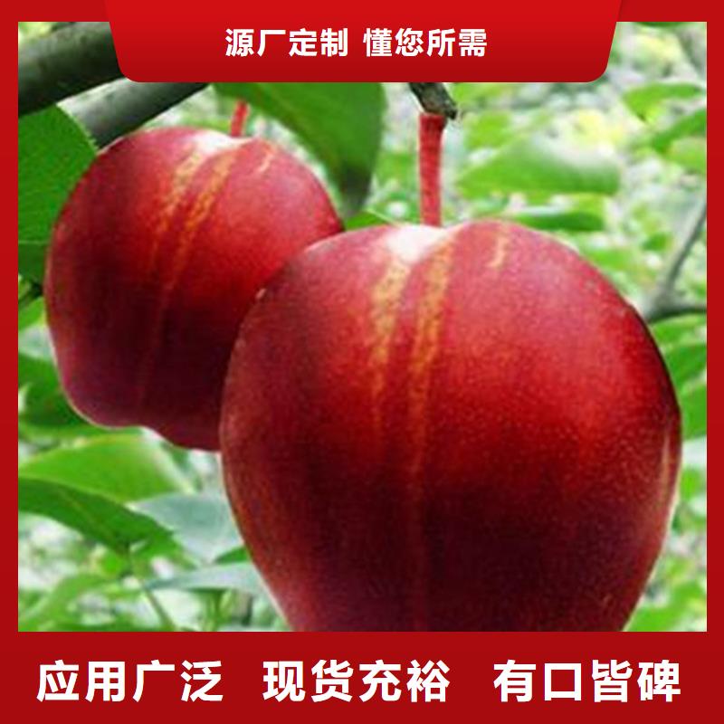 梨樹-葡萄苗拒絕中間商