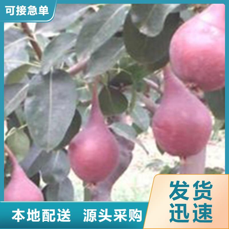 梨樹瑪瑙紅石榴苗價(jià)格有優(yōu)勢(shì)