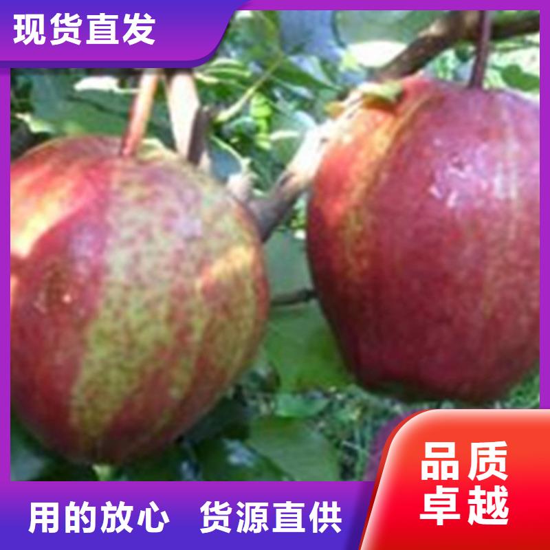 梨树梨树苗实力雄厚品质保障