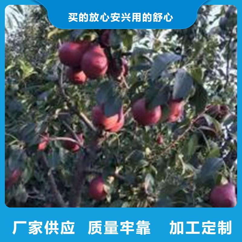 梨樹(shù)-西瓜番石榴苗物流配貨上門(mén)