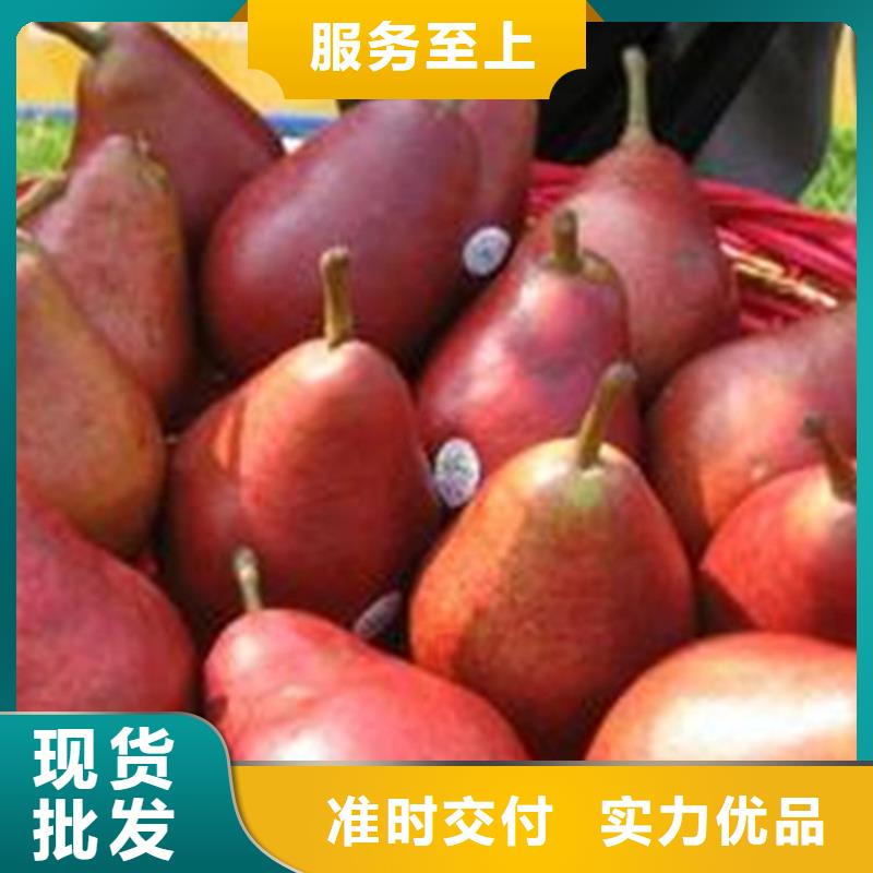 梨樹,3公分石榴苗通過檢測