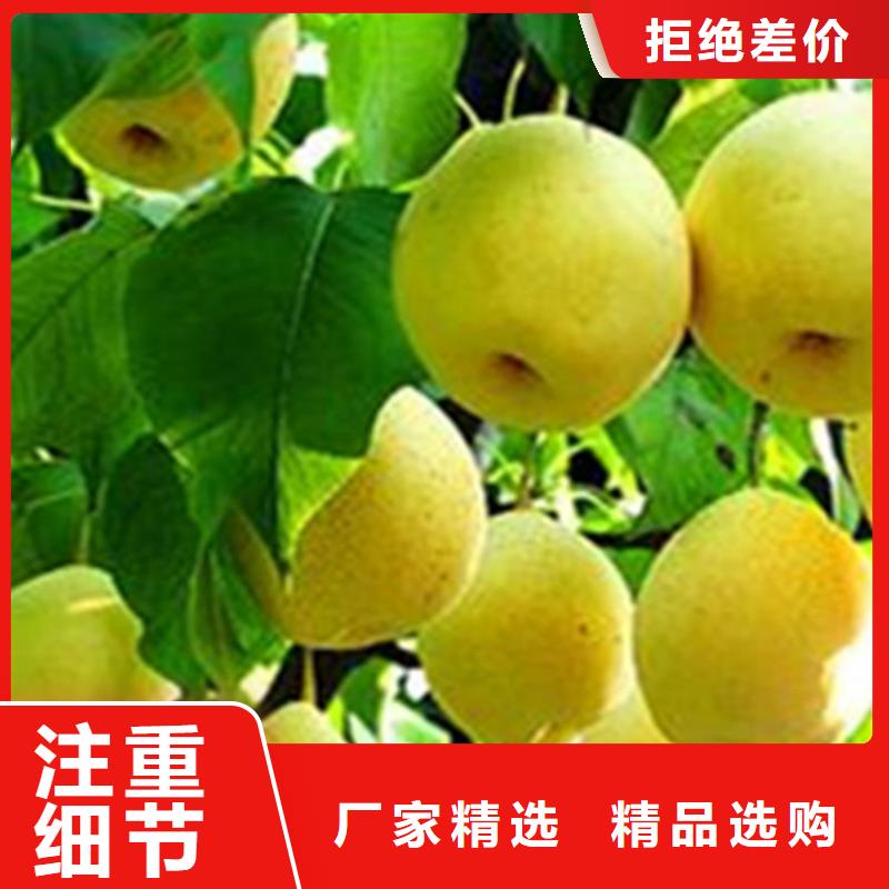 梨树,樱桃苗实力优品