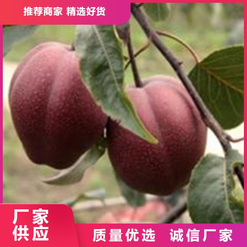 梨树梨树苗实力雄厚品质保障