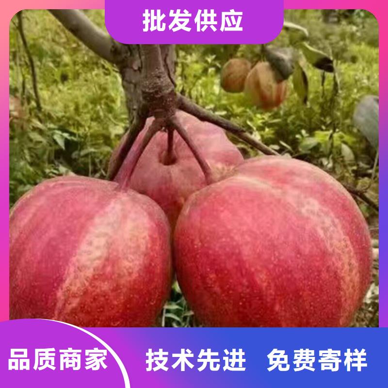 梨樹,3公分石榴苗通過檢測