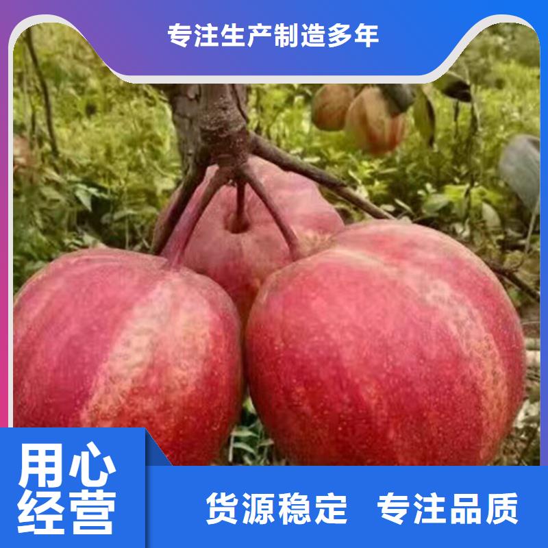 梨树,樱桃苗实力优品