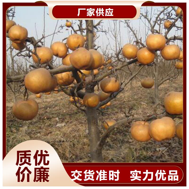梨樹,櫻桃苗實(shí)力優(yōu)品