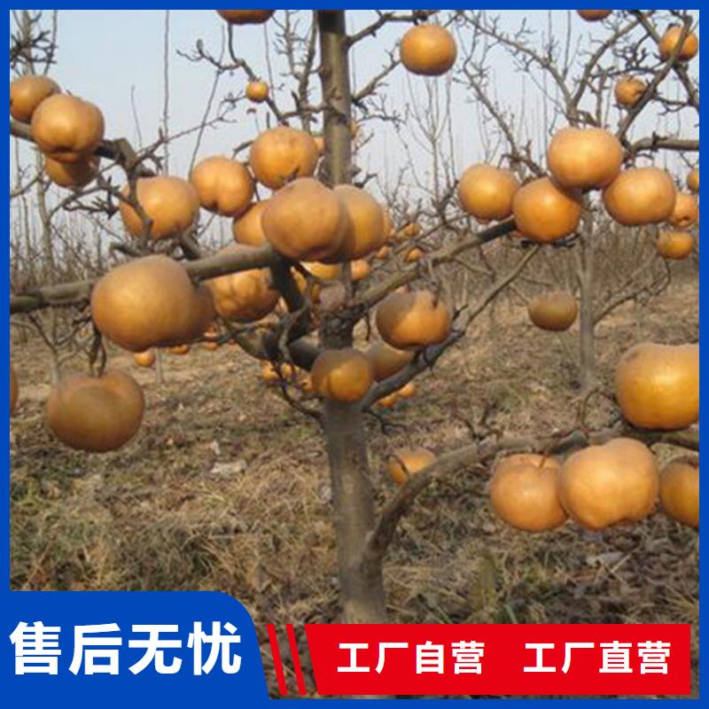 梨树,樱桃苗实力优品