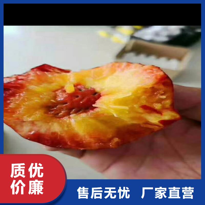 桃_瑪瑙紅石榴苗廠家現(xiàn)貨批發(fā)