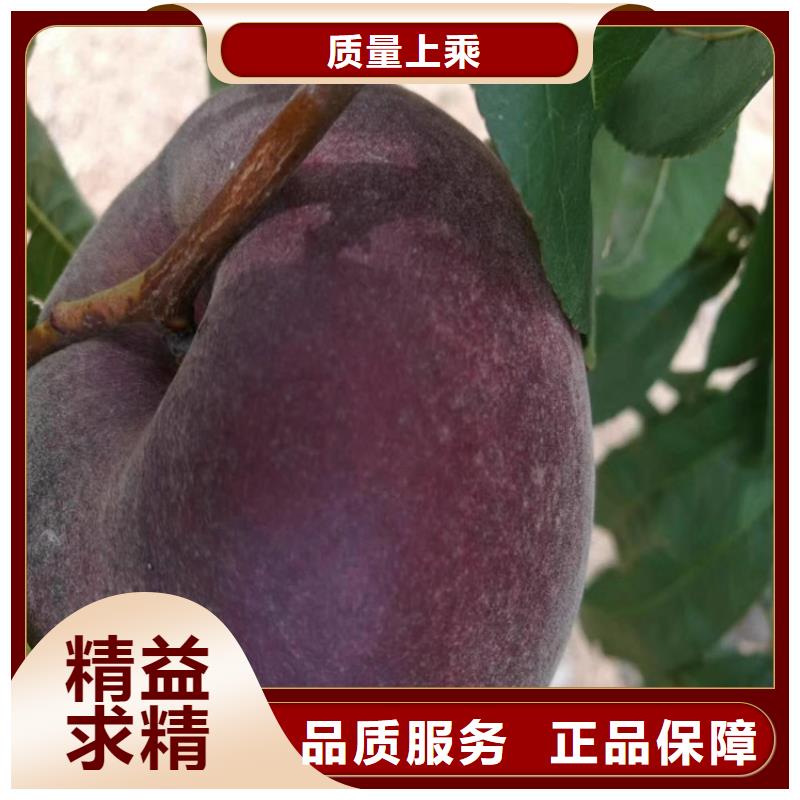 桃北美冬青廠家經(jīng)驗豐富