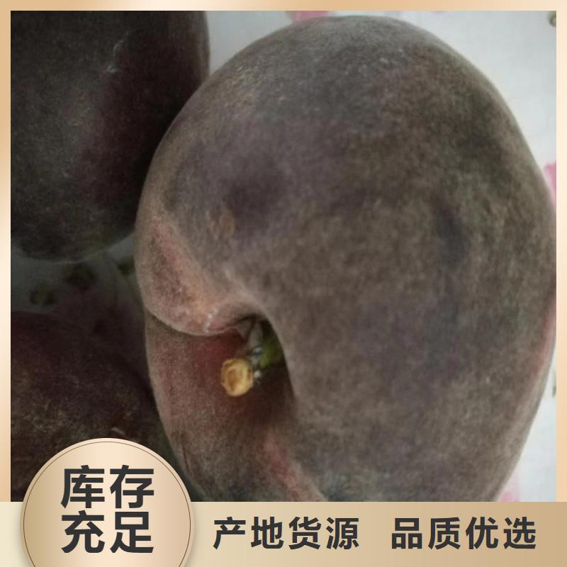 桃北美冬青源頭廠家來(lái)圖定制