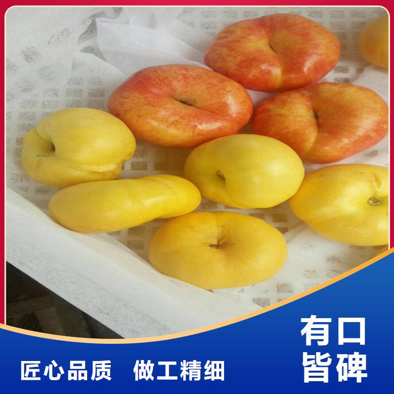 桃樱桃苗性能稳定