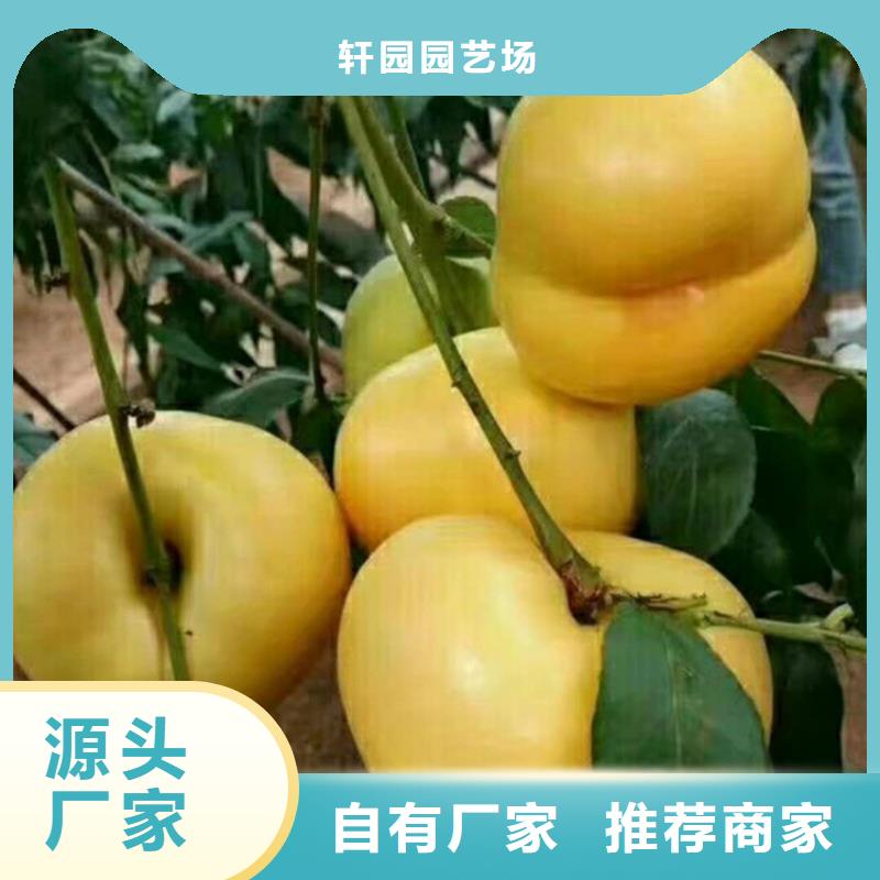 桃北美冬青源頭廠家來(lái)圖定制