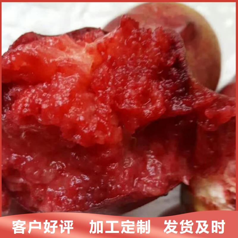 桃樱桃苗现货供应