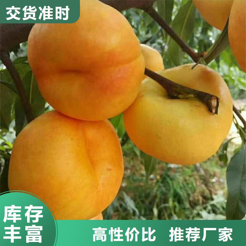 桃_瑪瑙紅石榴苗廠家現貨批發(fā)