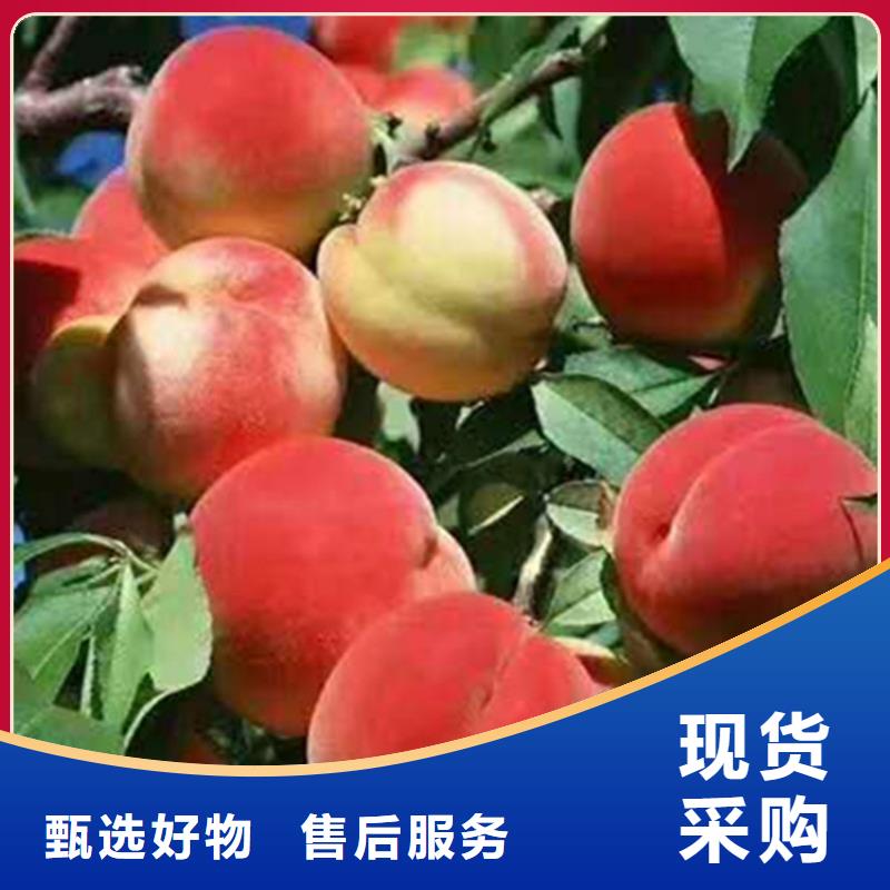 桃_石榴樹實力廠家