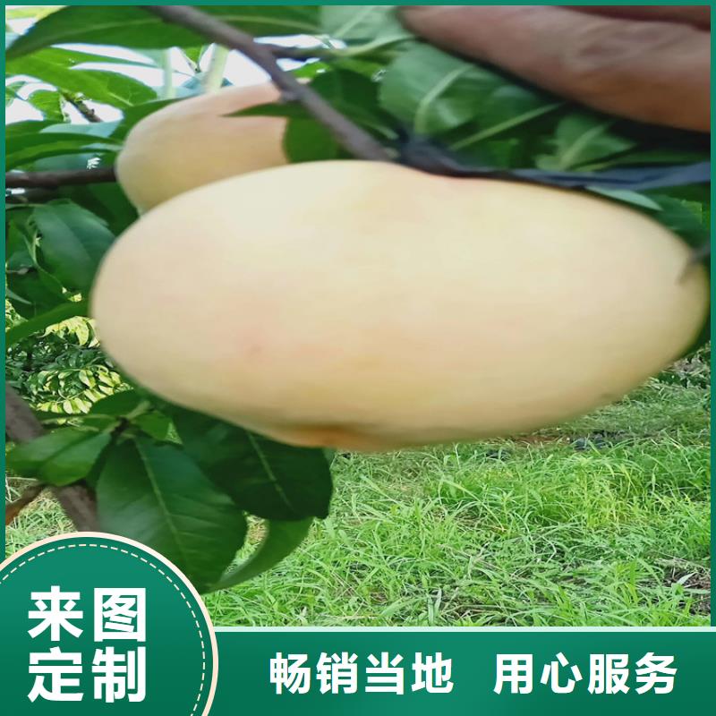 桃北美冬青廠家經(jīng)驗豐富