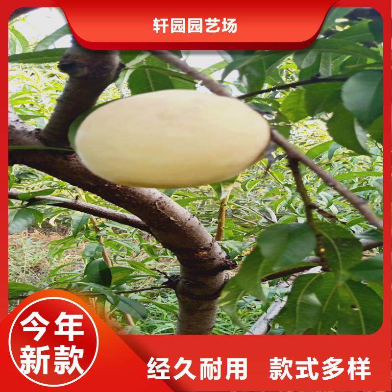 桃_石榴樹實力廠家