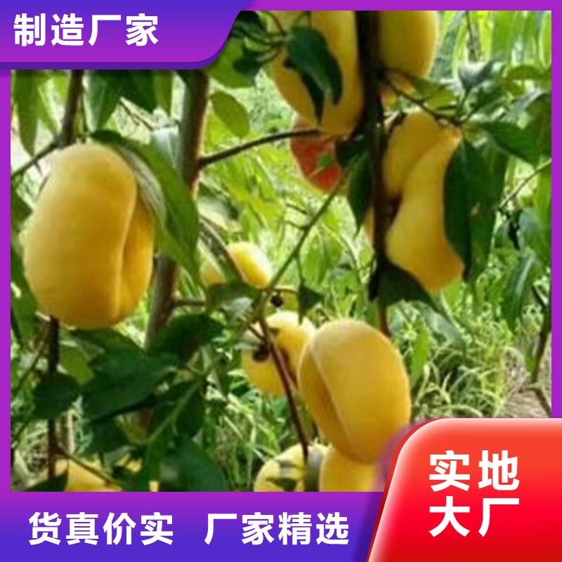 桃板栗苗真正讓利給買家