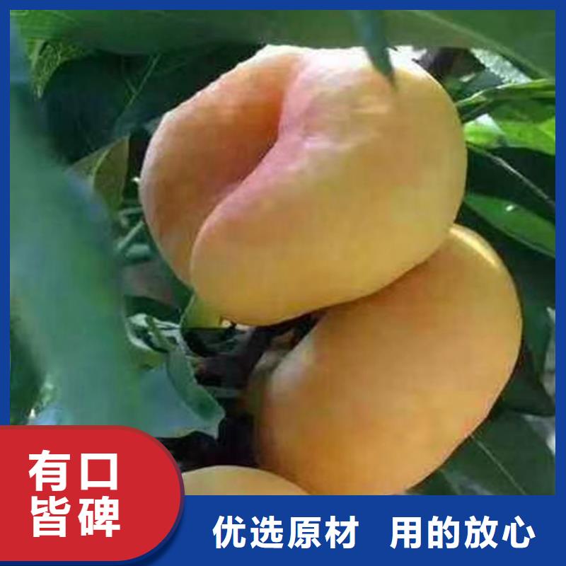 桃樱桃苗现货供应