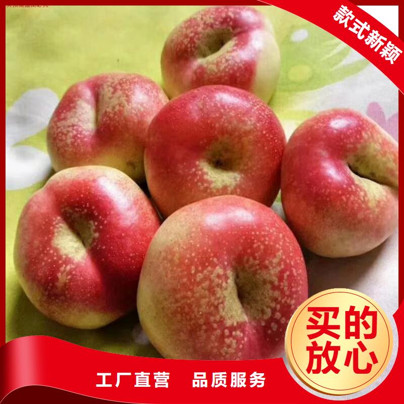 桃_瑪瑙紅石榴苗廠家現貨批發(fā)