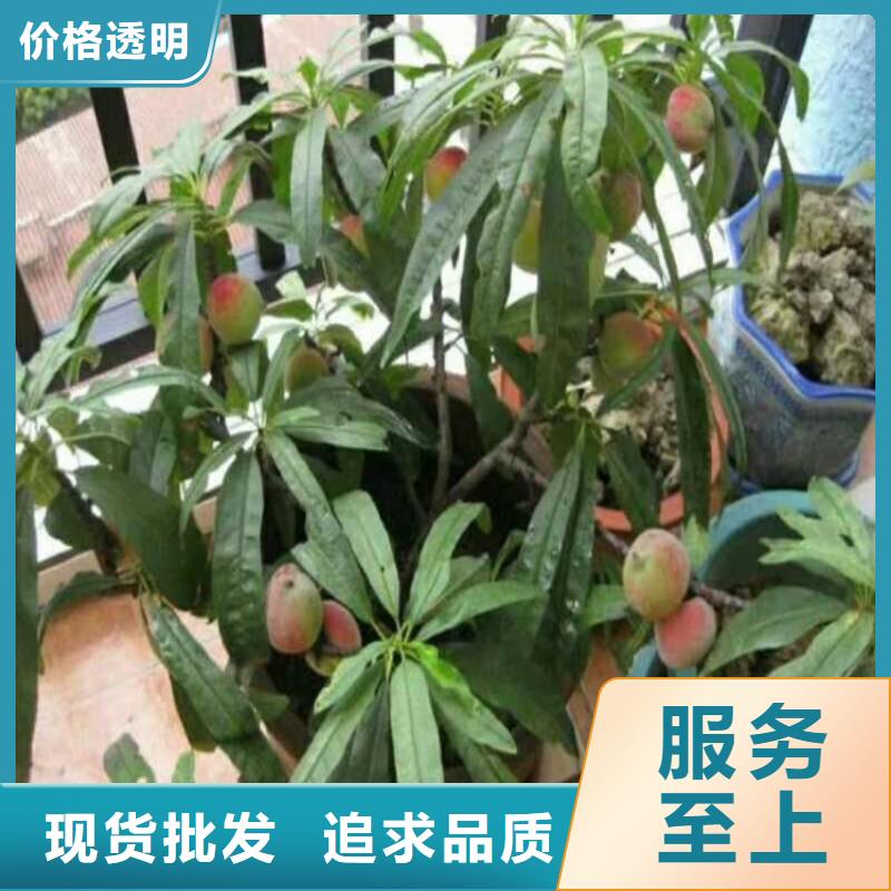 桃樱桃苗性能稳定