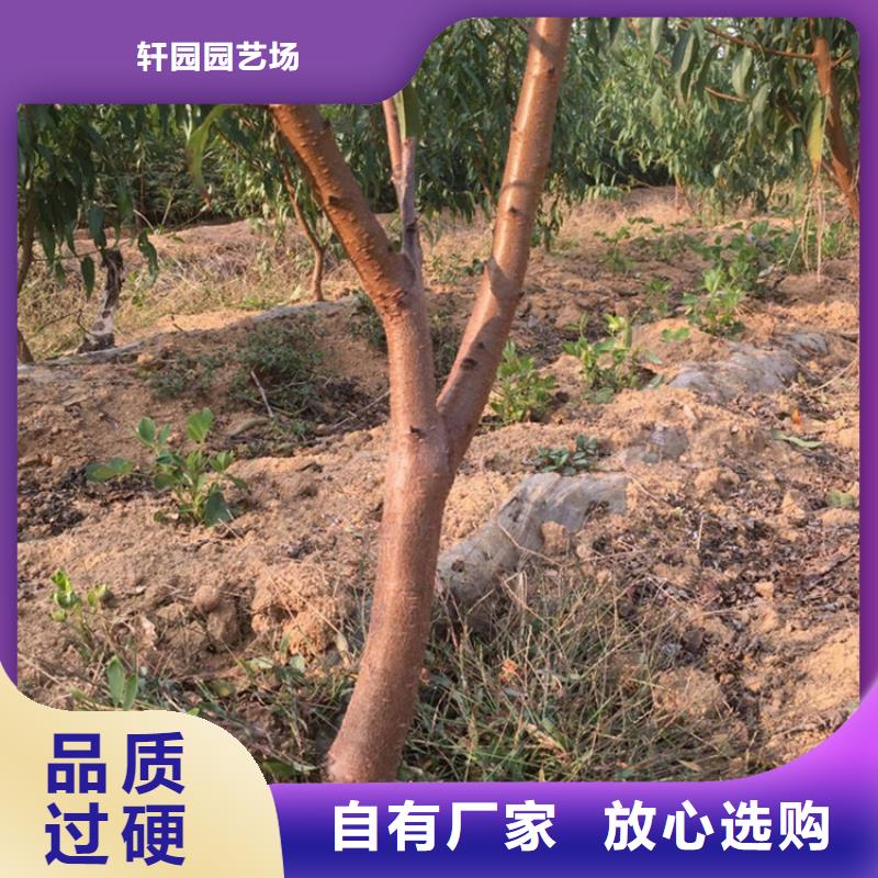 桃杏樹苗廠家定制