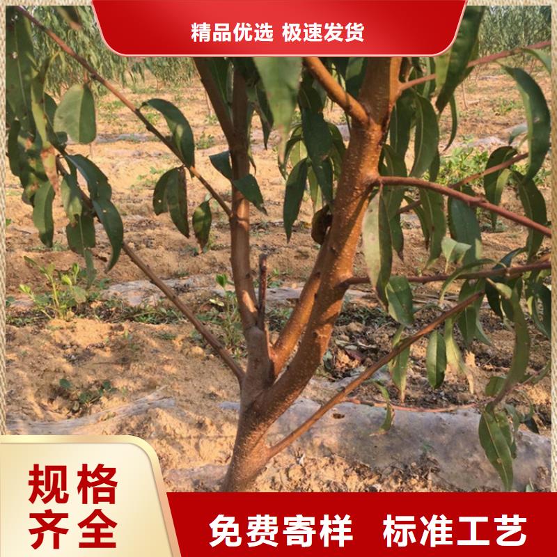 桃樱桃苗性能稳定