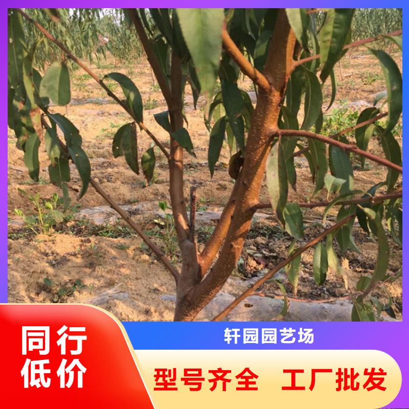 桃杏樹苗廠家定制
