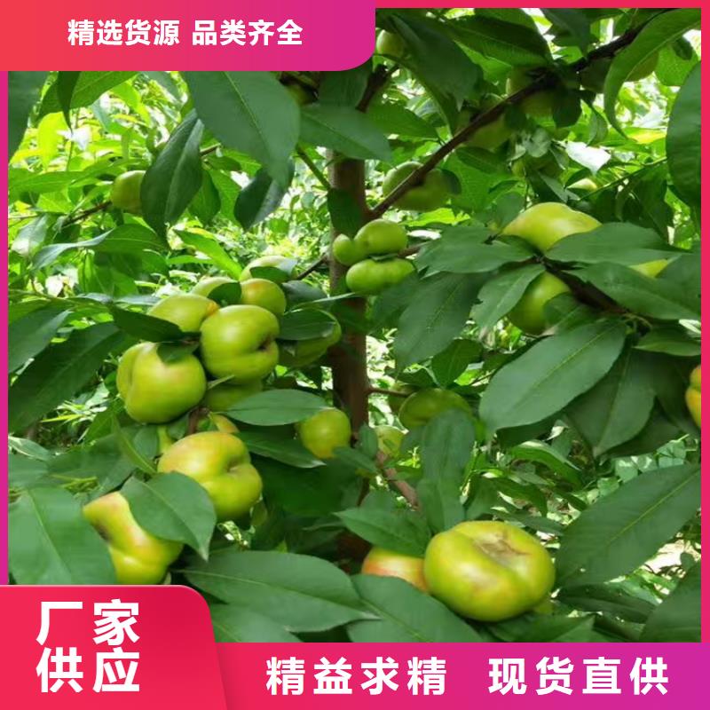 桃_瑪瑙紅石榴苗廠家現(xiàn)貨批發(fā)