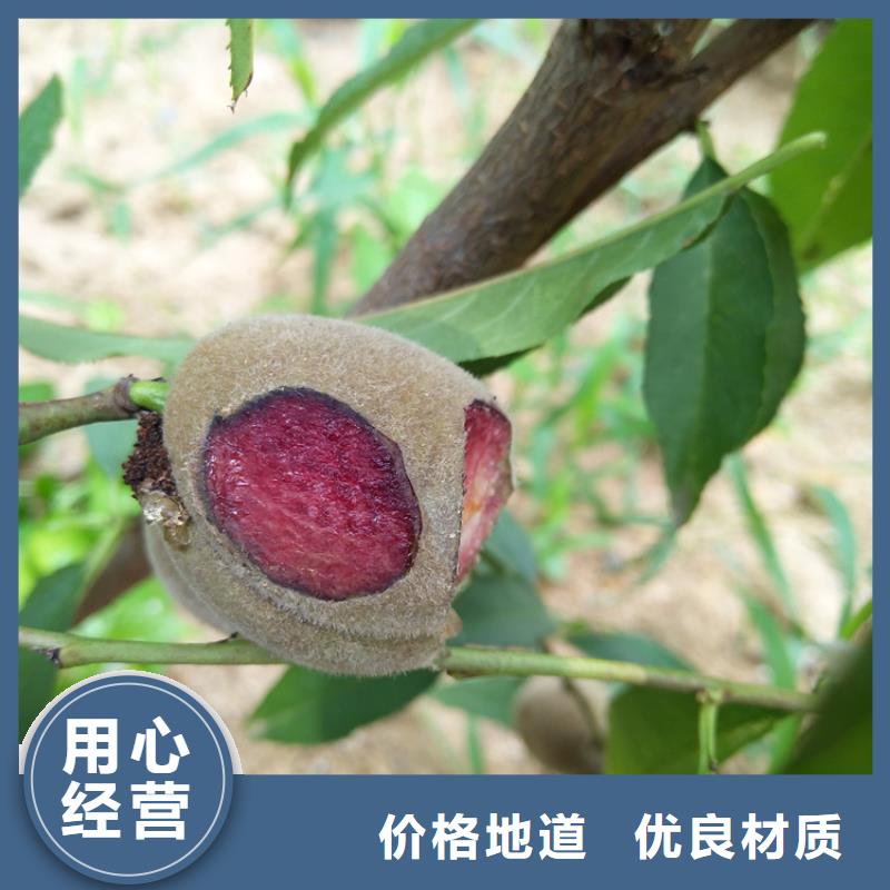 桃板栗苗真正讓利給買家