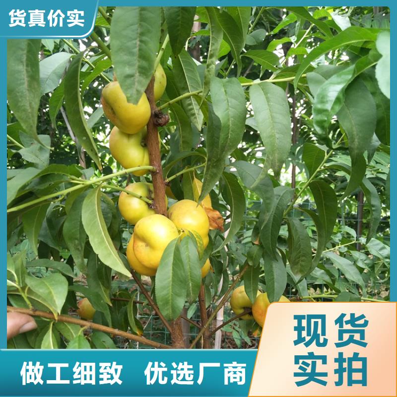 桃_瑪瑙紅石榴苗廠家現貨批發(fā)
