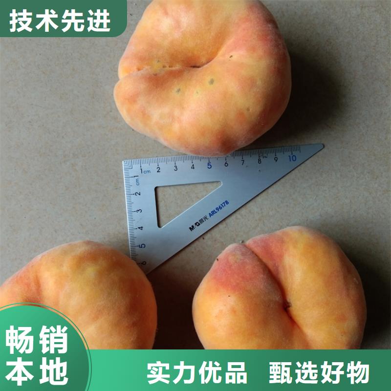 桃樱桃苗选择我们没错
