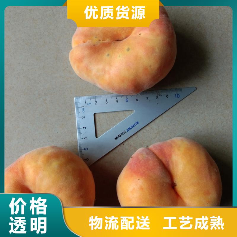 桃杏樹苗廠家定制