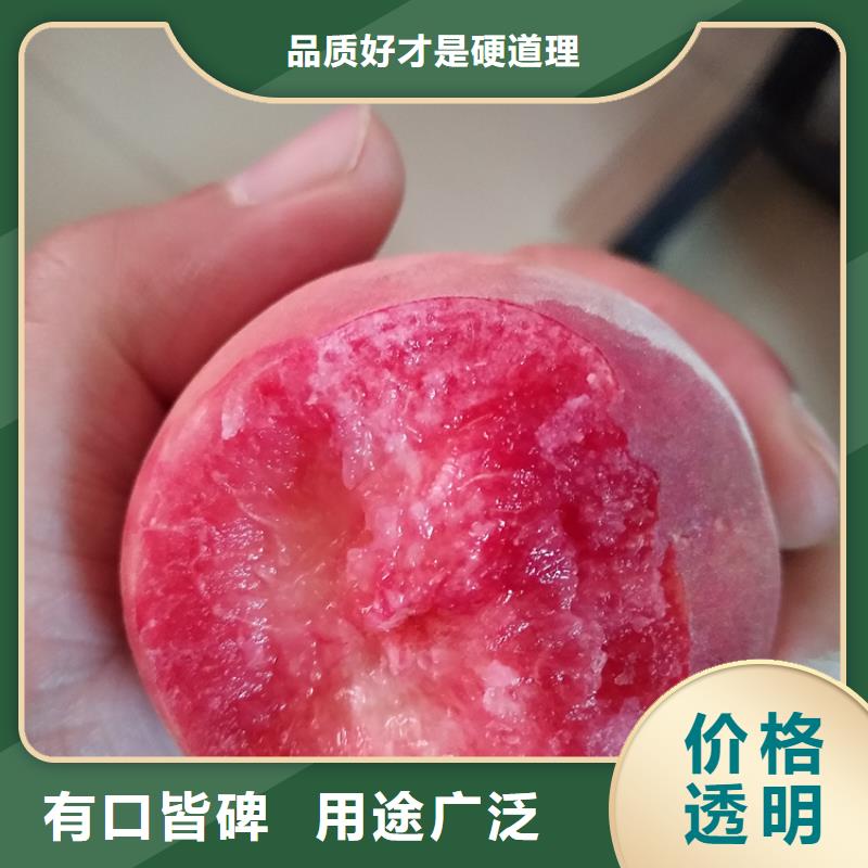 桃北美冬青源頭廠家來(lái)圖定制