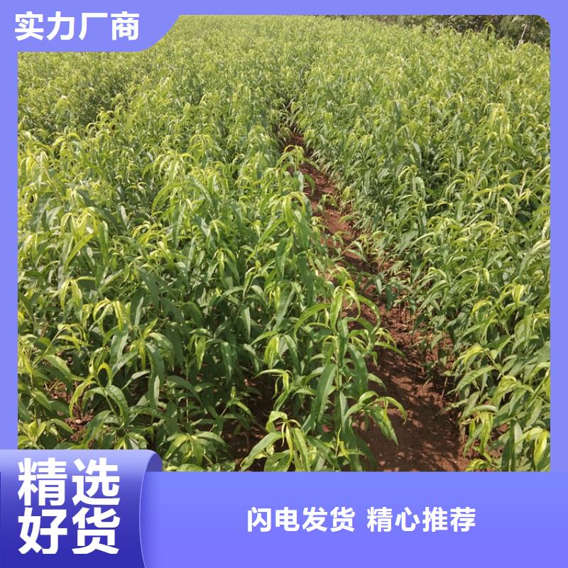桃樱桃苗选择我们没错