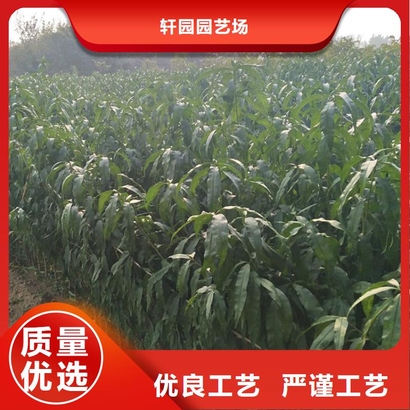 桃杏樹苗廠家定制