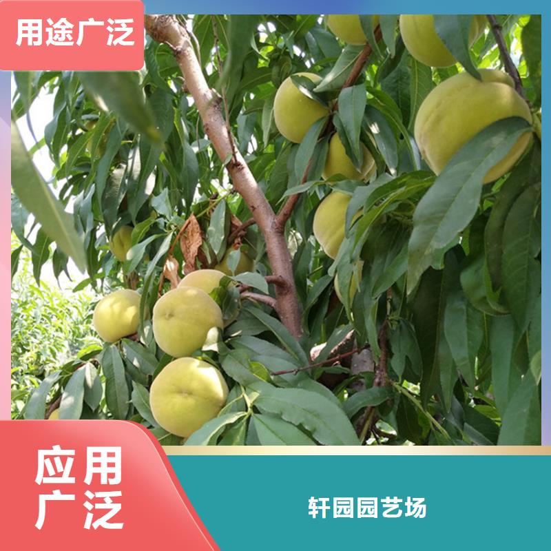 桃北美冬青廠家經(jīng)驗豐富