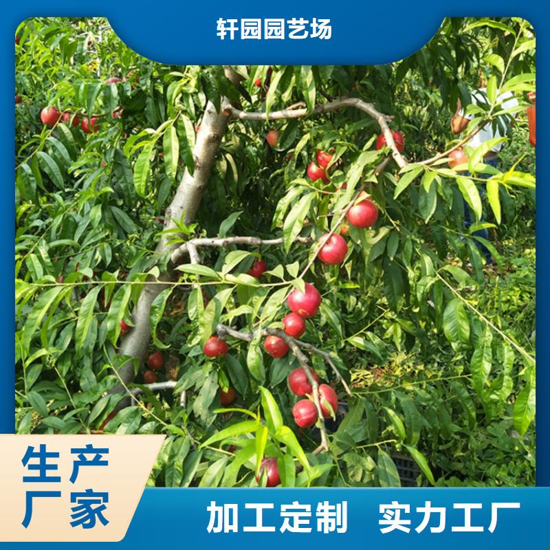 桃樱桃苗现货供应
