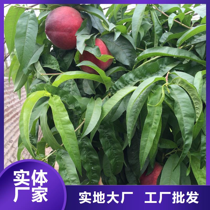 桃杏樹苗廠家定制