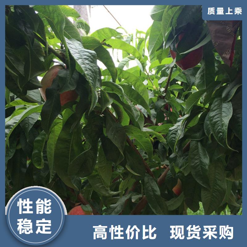 桃樱桃苗性能稳定