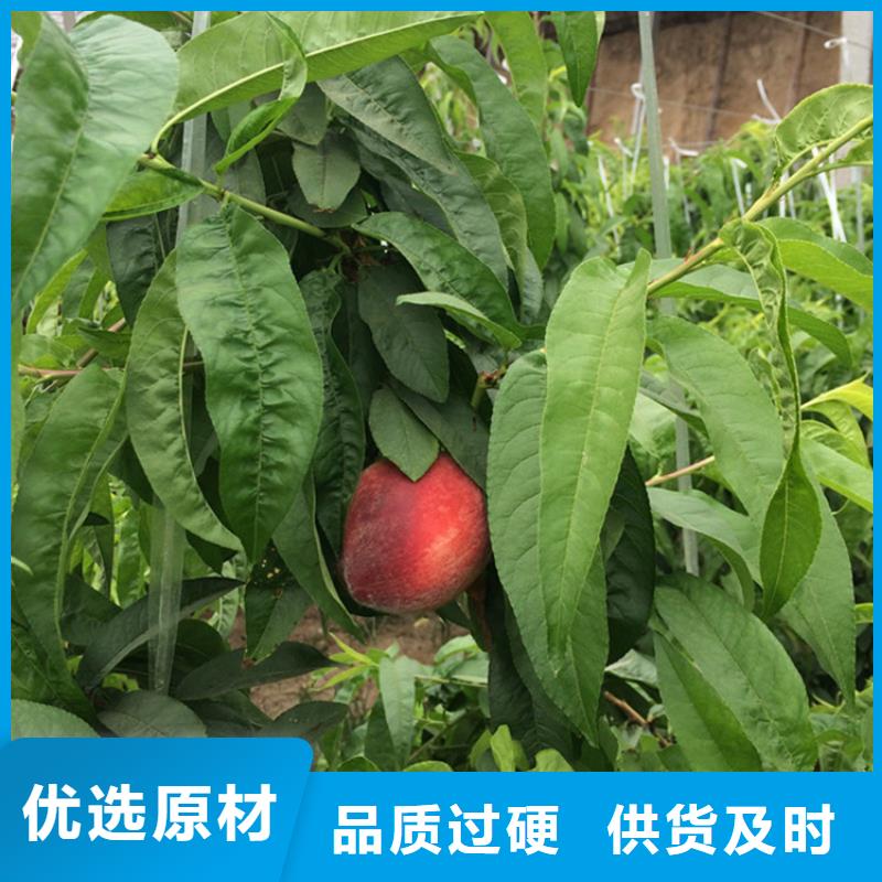 桃北美冬青源頭廠家來(lái)圖定制